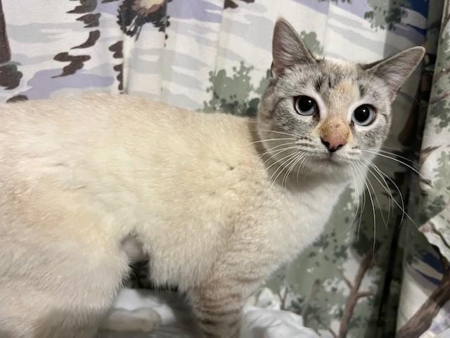 Snowball, an adopted mixed breed in Hanover , PA image 4/5