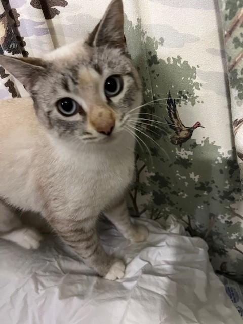 Snowball, an adopted mixed breed in Hanover , PA image 3/5