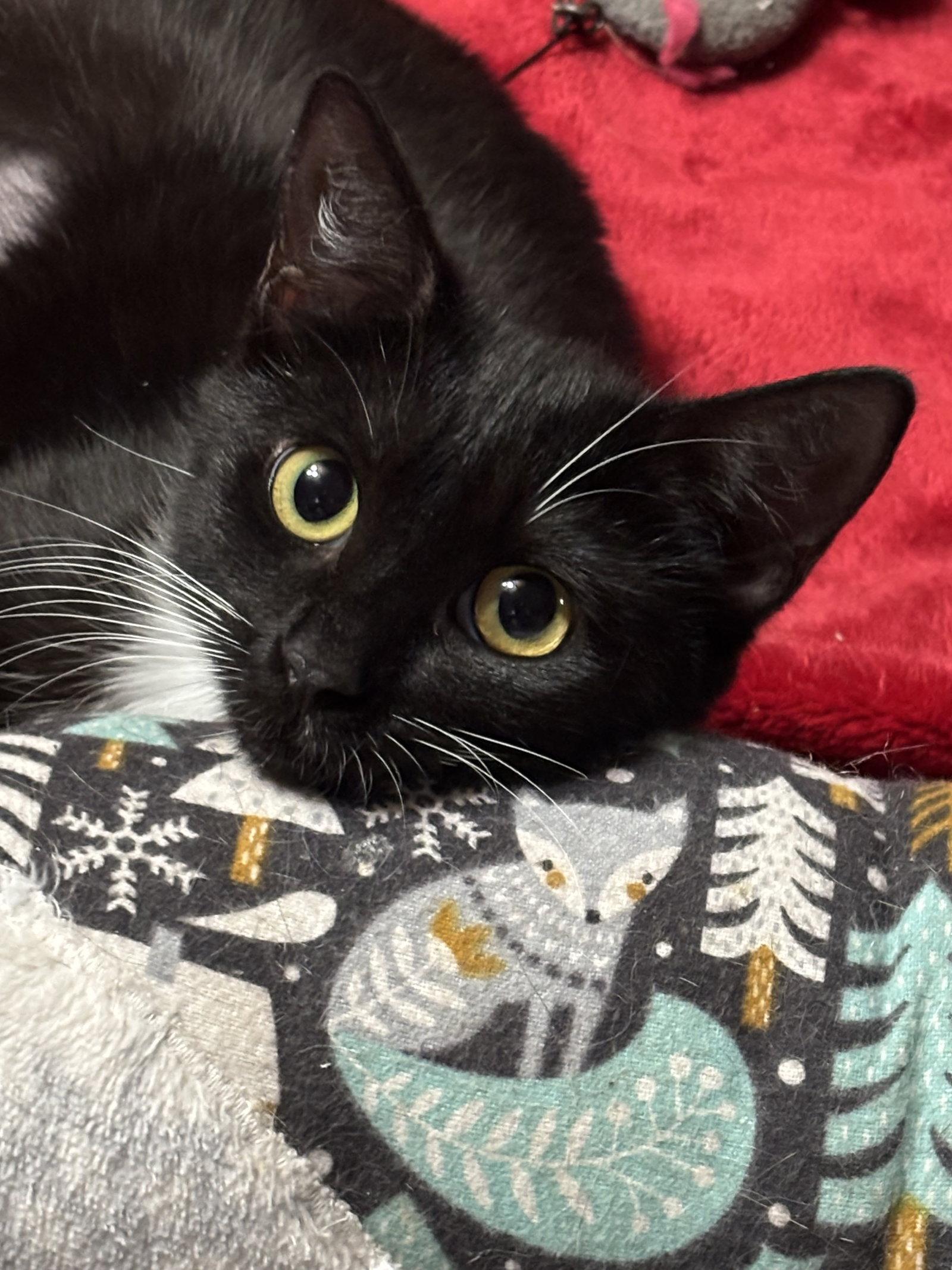 Enlarge Lanie, a Adoptable Domestic Short Hair in Oviedo, FL image 2/3