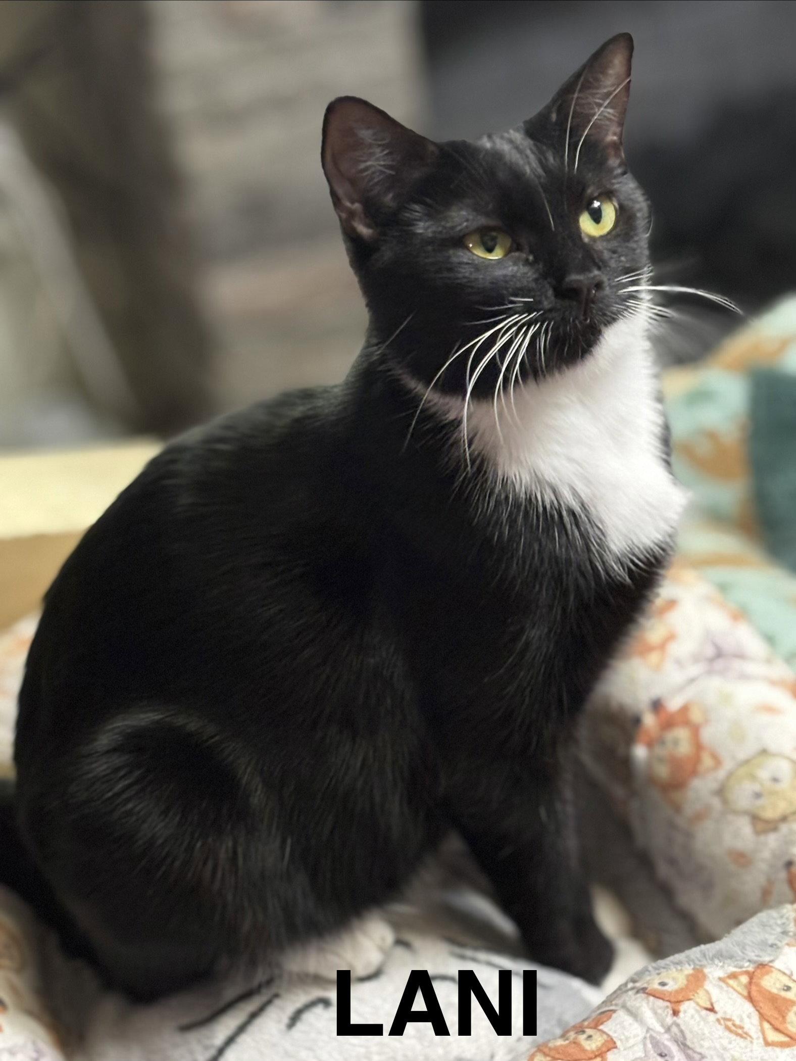Enlarge Lanie, a Adoptable Domestic Short Hair in Oviedo, FL image 3/3