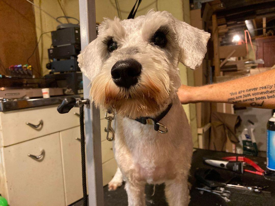 Lucky - sponsor me, Adoptable, Adult Male Miniature Schnauzer.