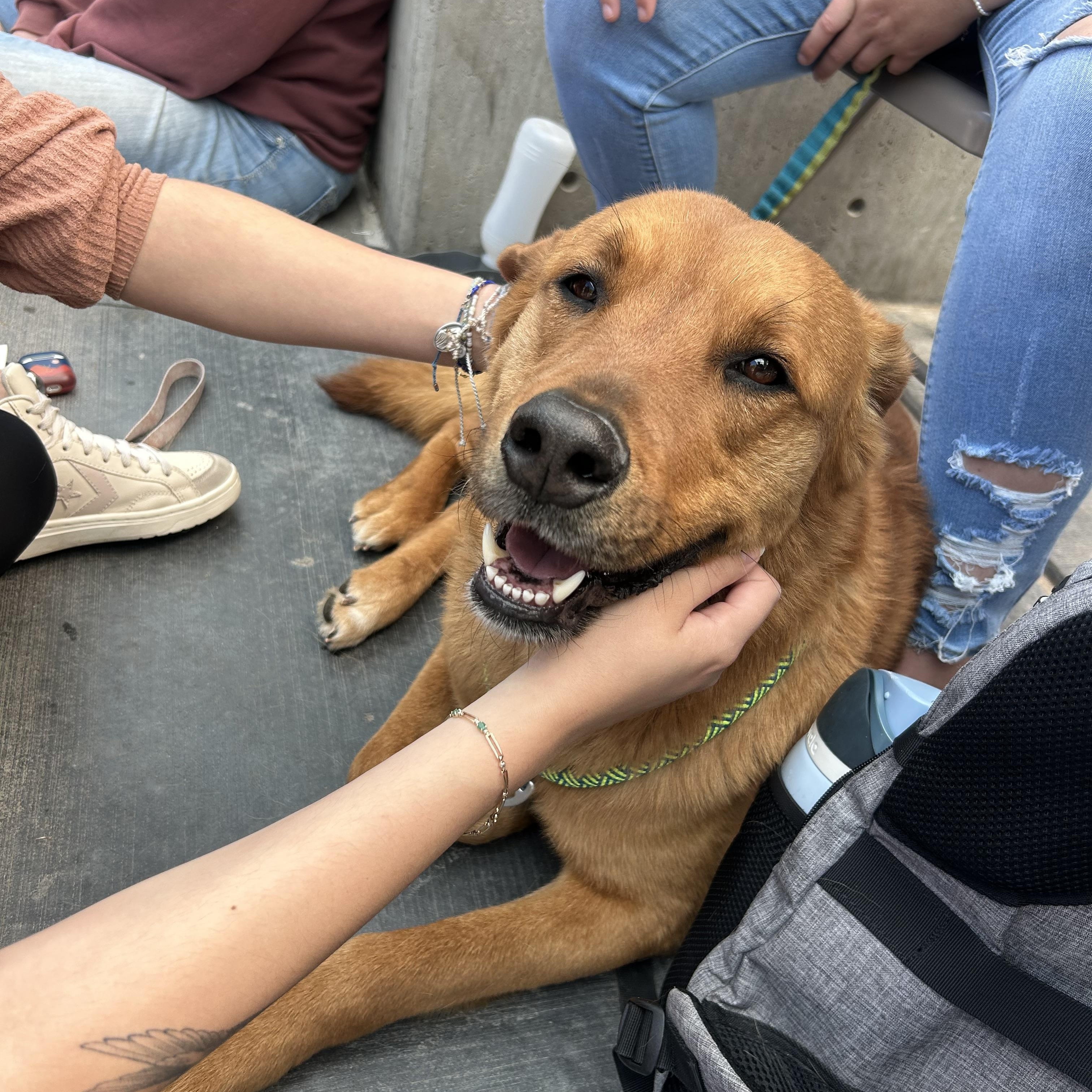 Rocco, Adult Male Labrador Retriever