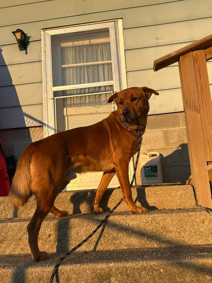 Rocco photo 3