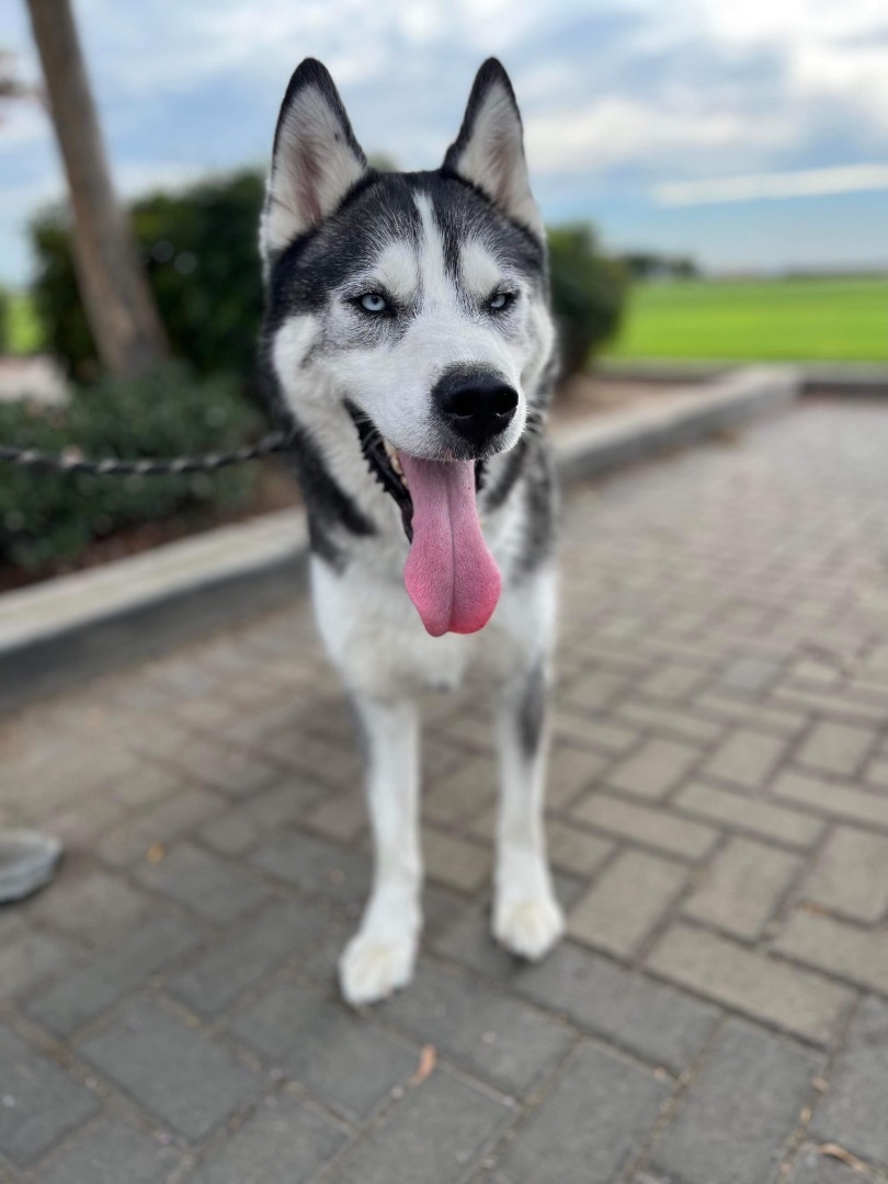 Dash photo 6