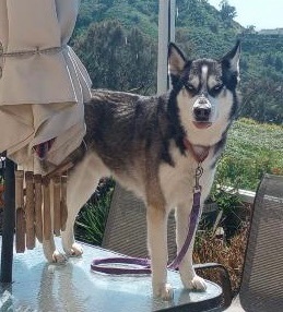 Dash, Adult Male Siberian Husky