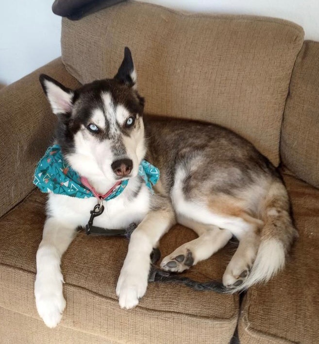 Dash photo 5