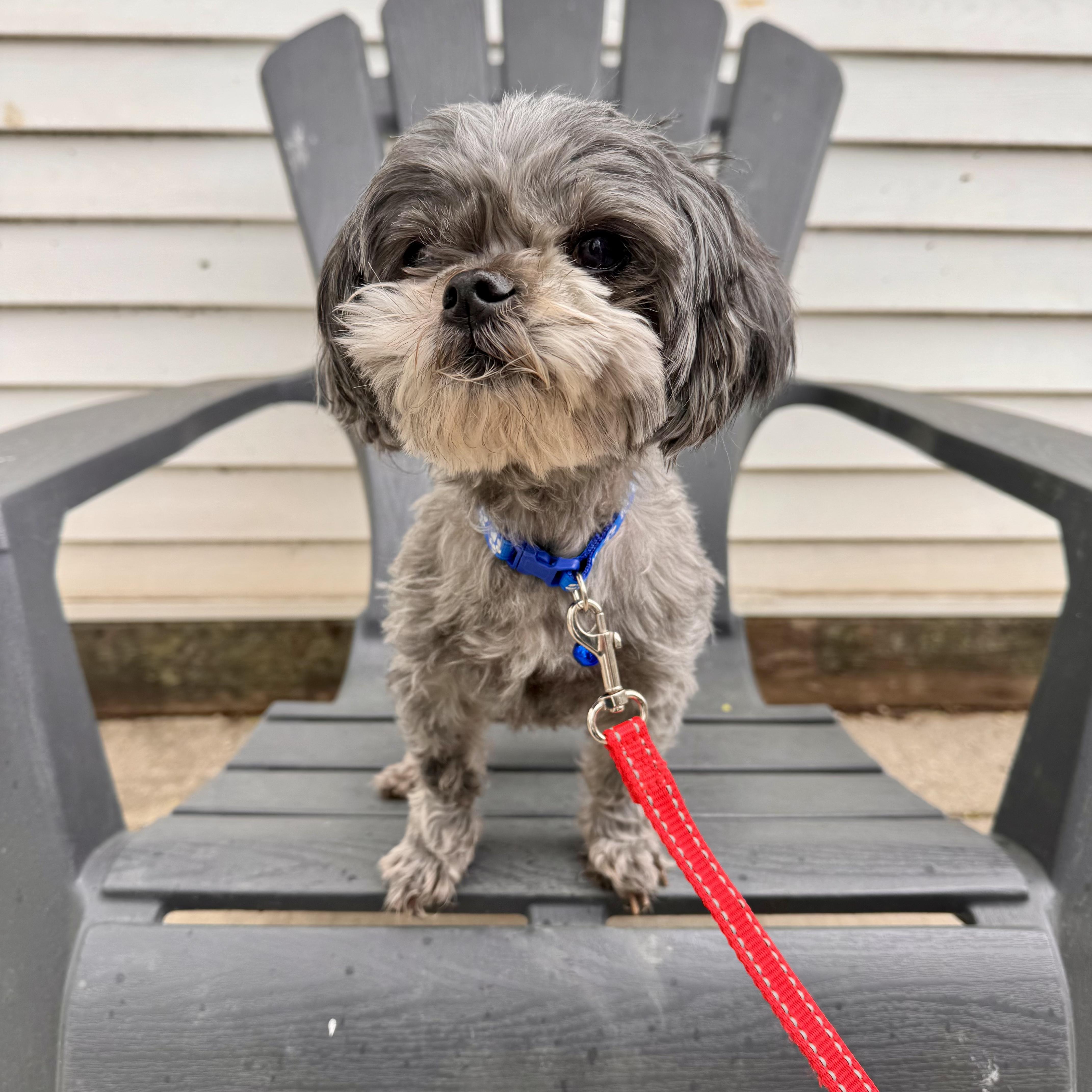 Enlarge Rosey, an adopted Shih Tzu in Midland, MI image 1/2