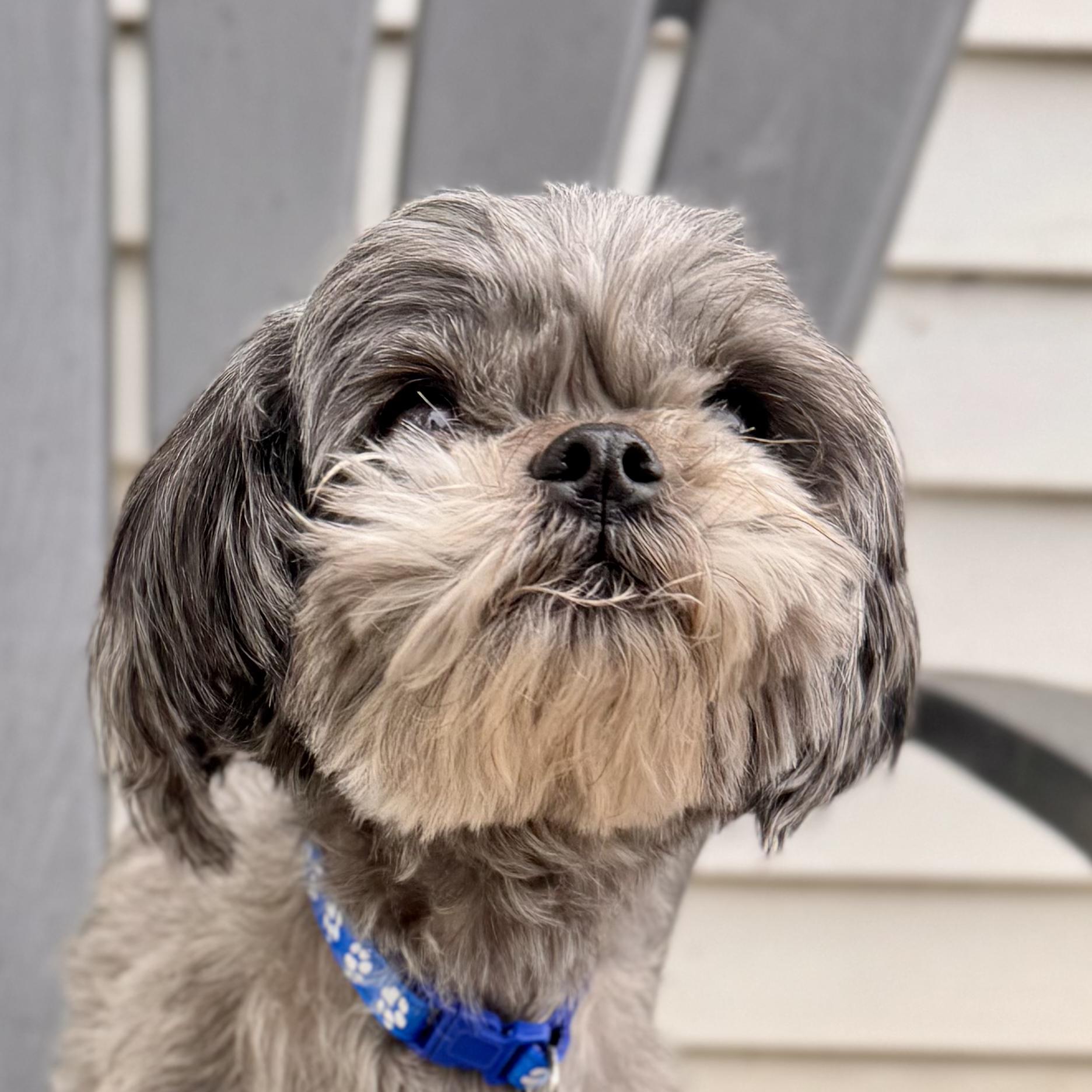 Enlarge Rosey, an adopted Shih Tzu in Midland, MI image 2/2