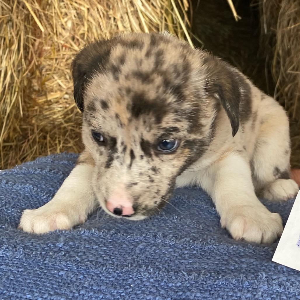 Georgie Porgie (in PA), Adoptable, Puppy Male Australian Shepherd.