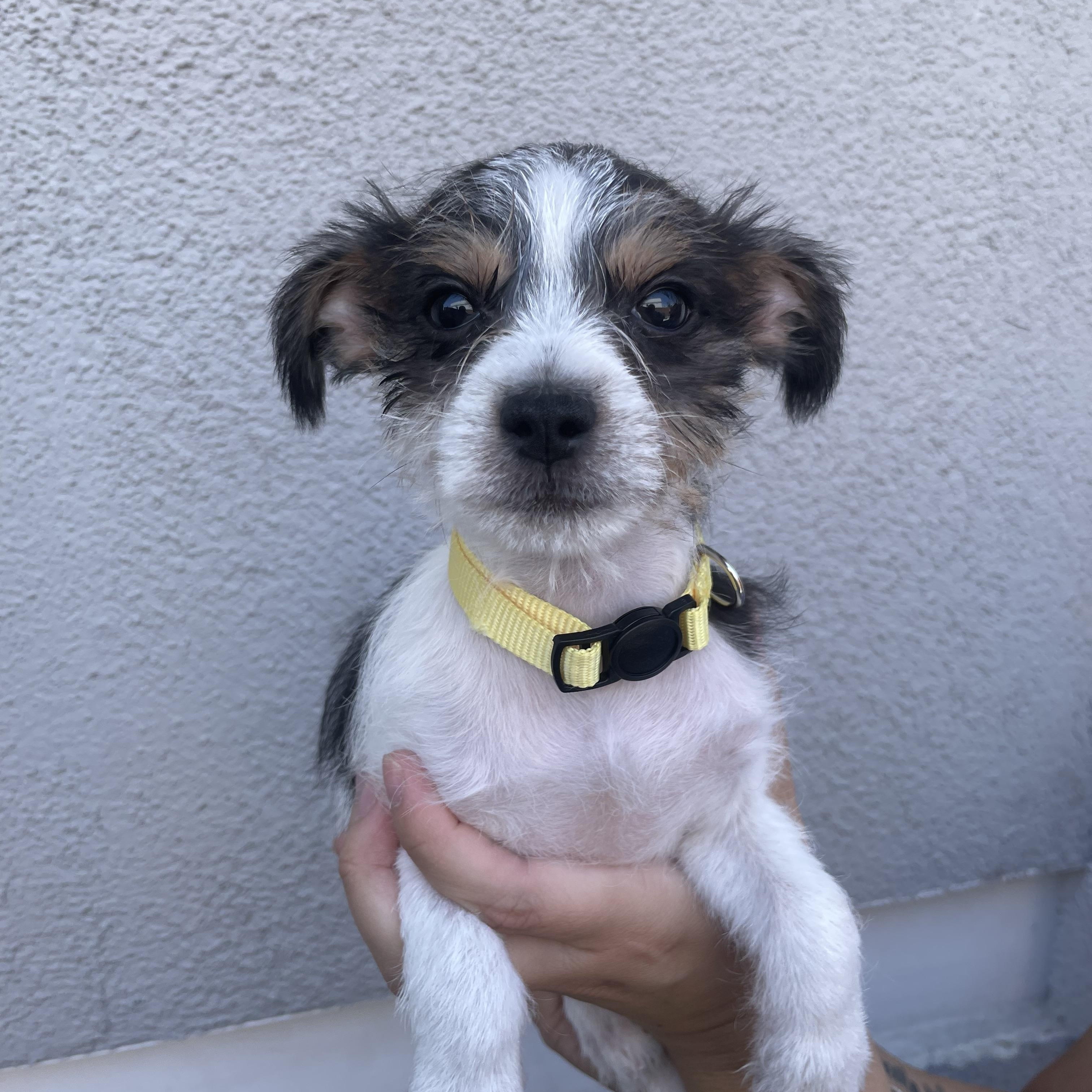 Richie, adopted, Puppy Male Chihuahua & Terrier.