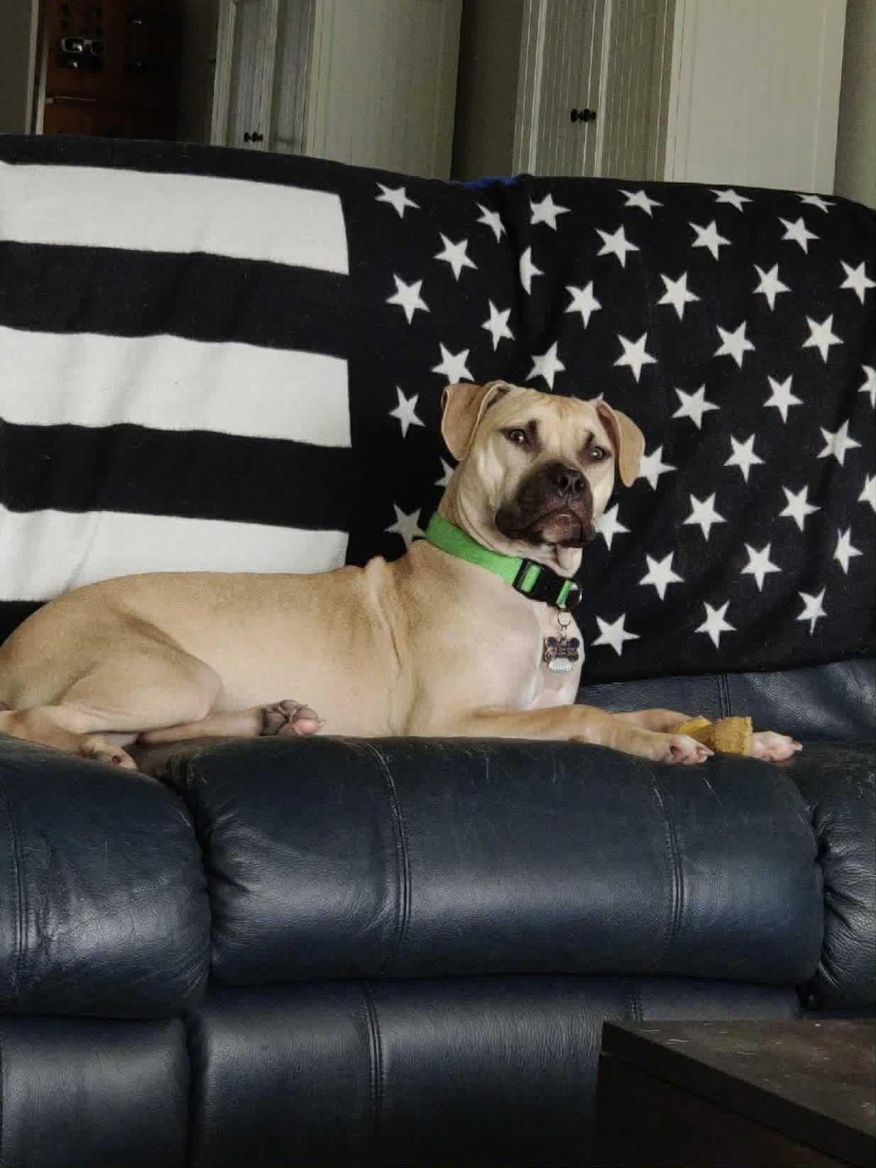 Gunner, a Adoptable mixed breed in New Smyrna Beach, FL image 1/3