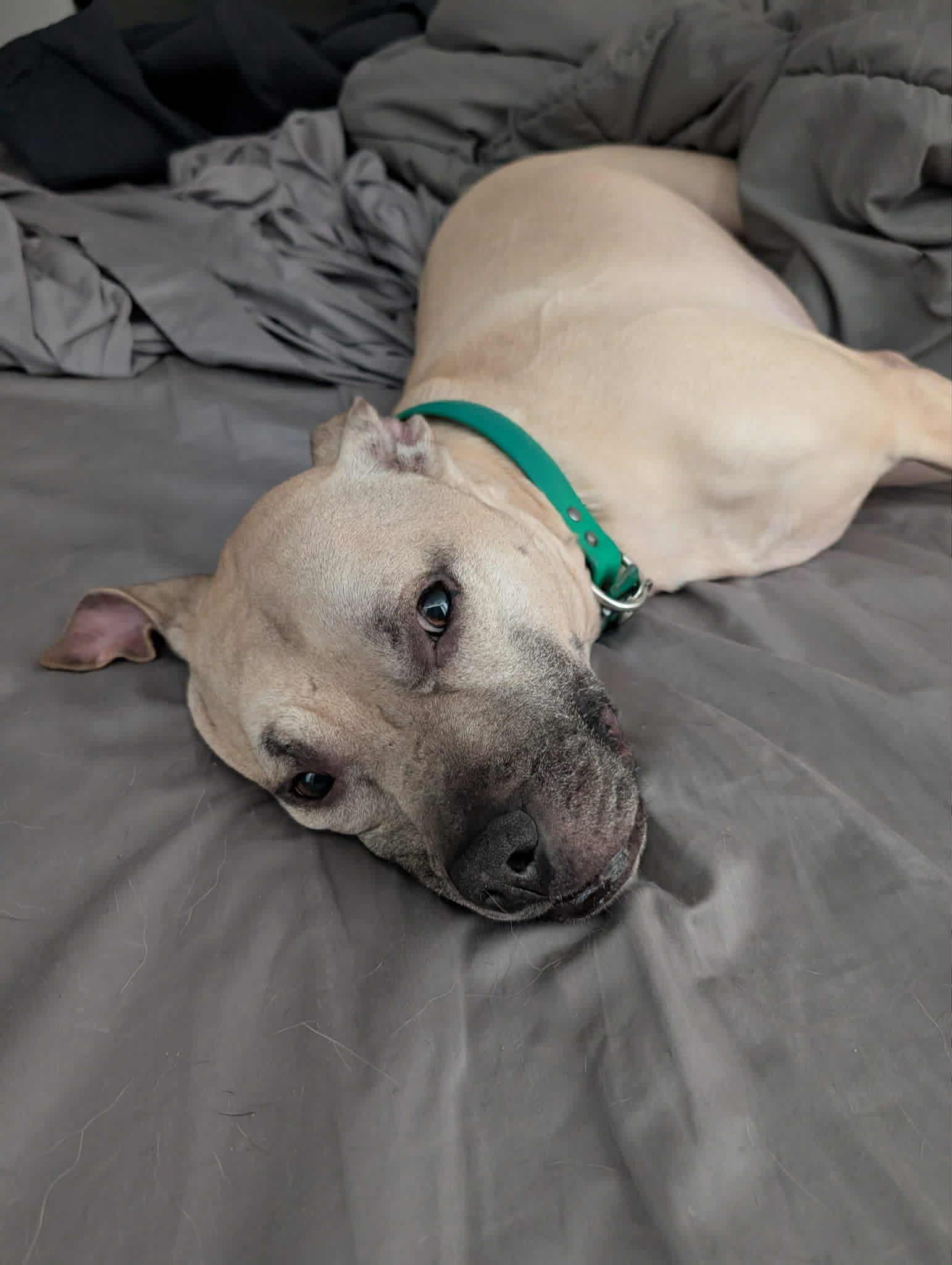 Gunner, a Adoptable mixed breed in New Smyrna Beach, FL image 2/3