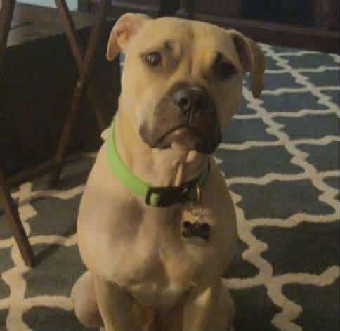 Gunner, a Adoptable mixed breed in New Smyrna Beach, FL image 3/3