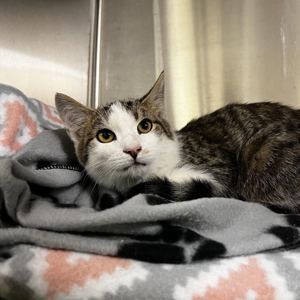 Dewey, Adoptable, Young Male Domestic Short Hair.