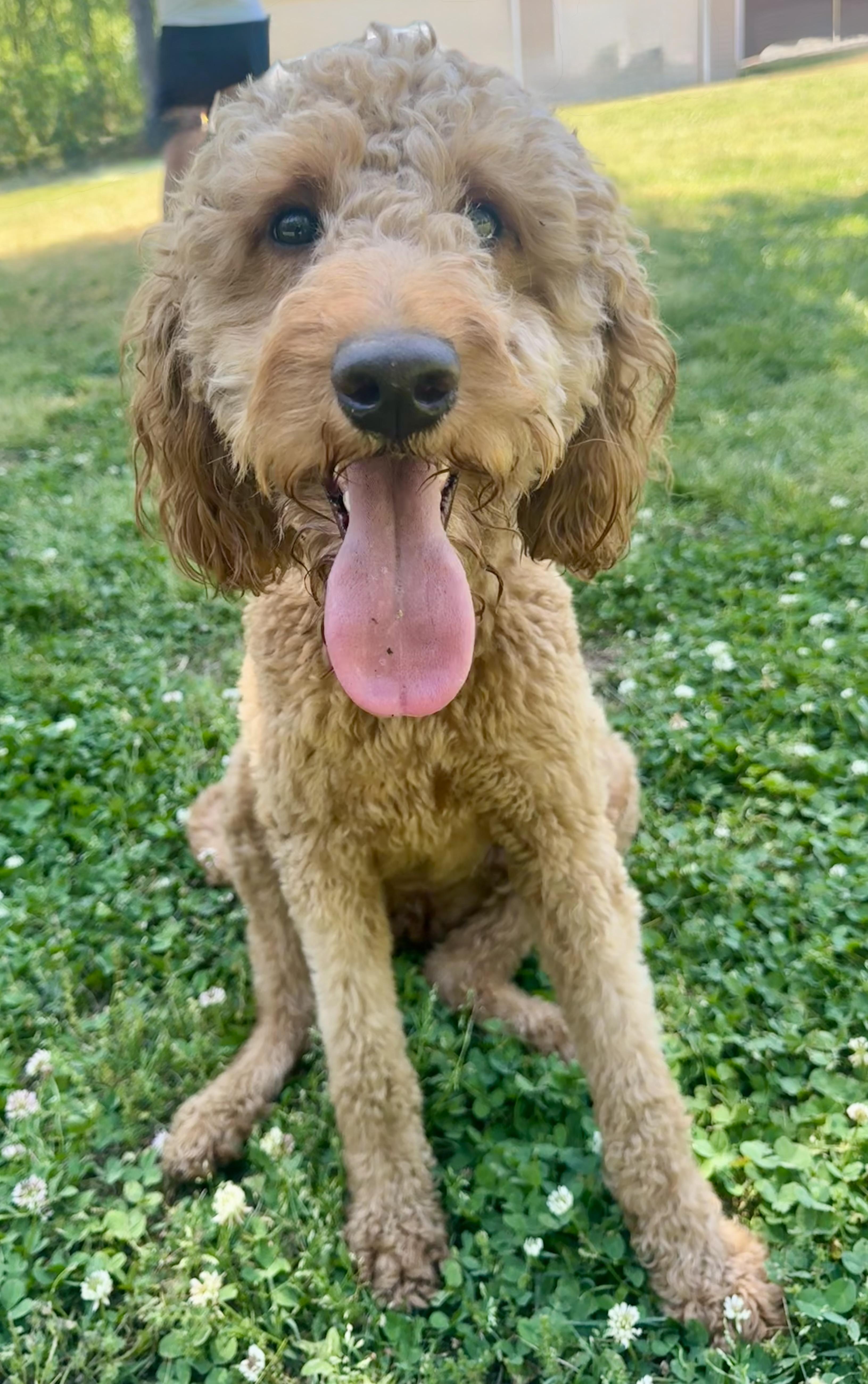 Delaney, ADOPTABLE, Young Female Poodle & Golden Retriever.