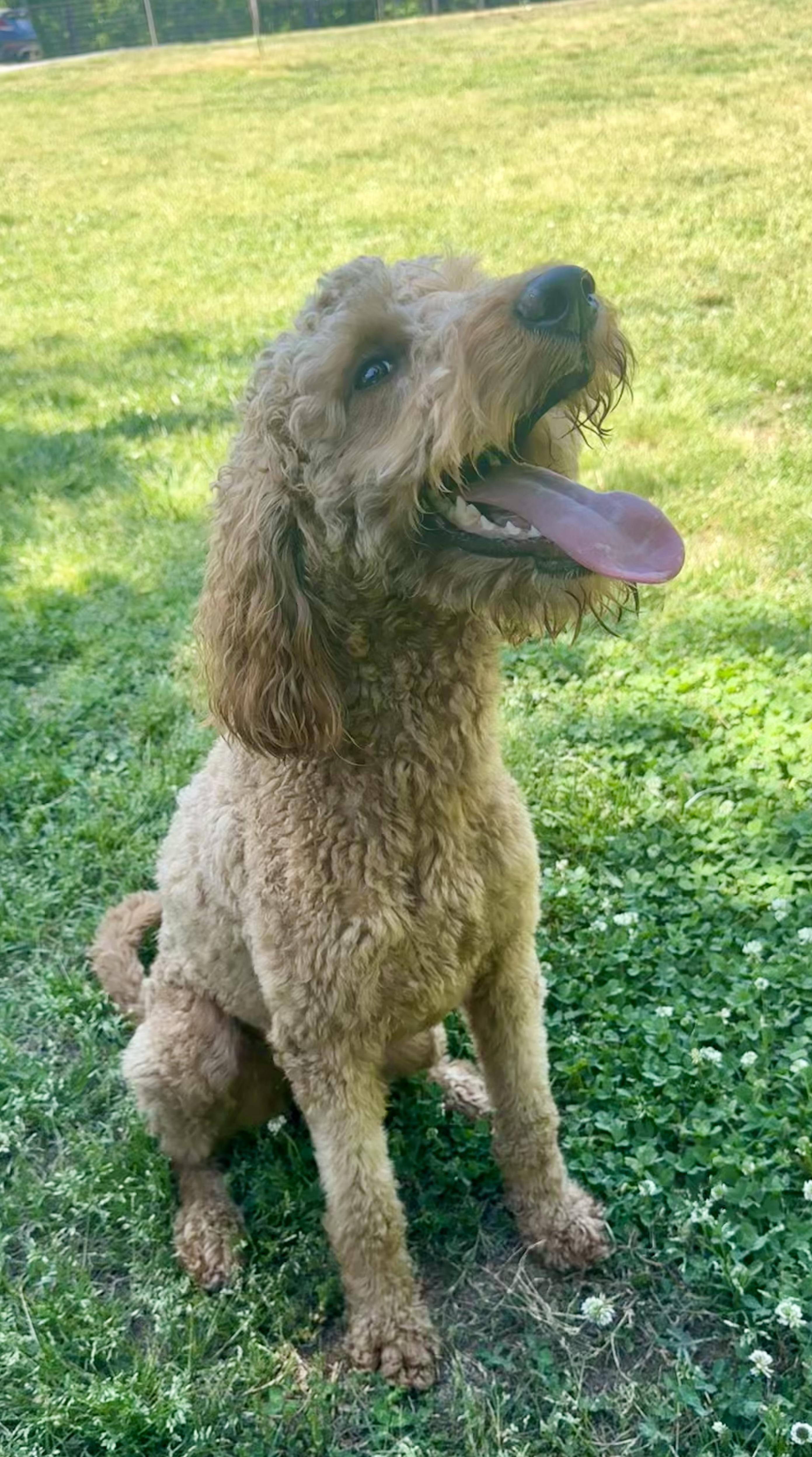 Enlarge Delaney, a ADOPTABLE mixed breed in Monroe, NC image 2/3
