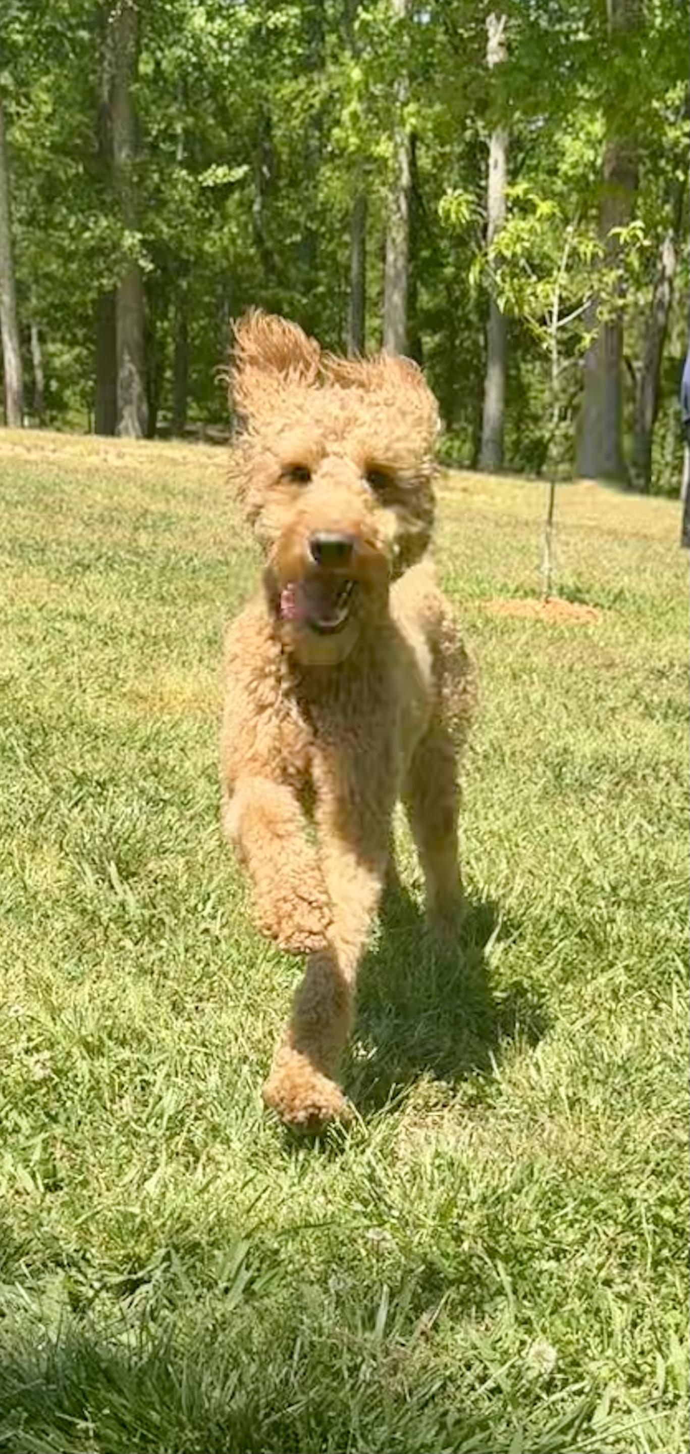 Enlarge Delaney, a ADOPTABLE mixed breed in Monroe, NC image 3/3