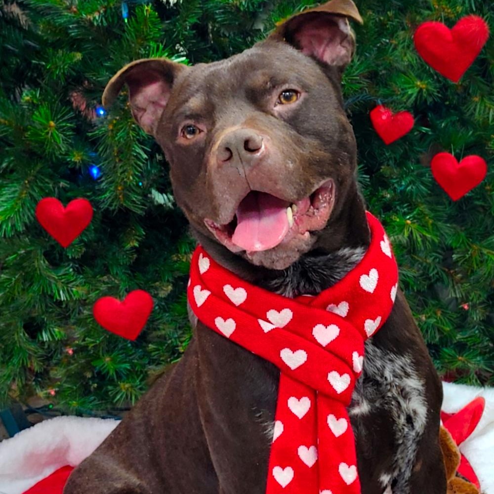 Busta, Adoptable, Adult Male Mixed Breed.