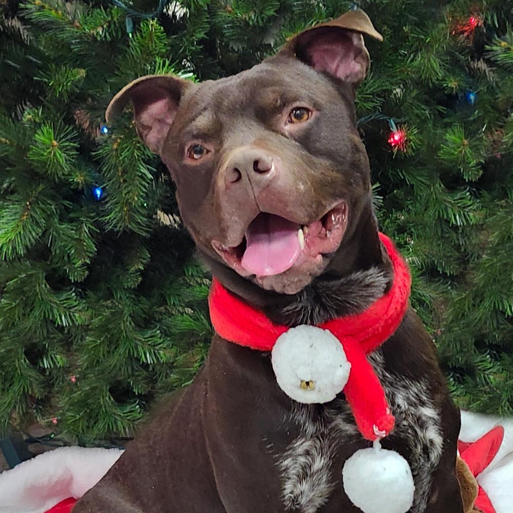 Busta, Adoptable, Adult Male Mixed Breed.