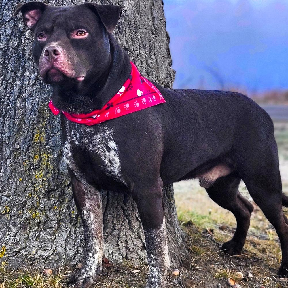 Busta, a Adoptable mixed breed in Cheboygan, MI image 3/6