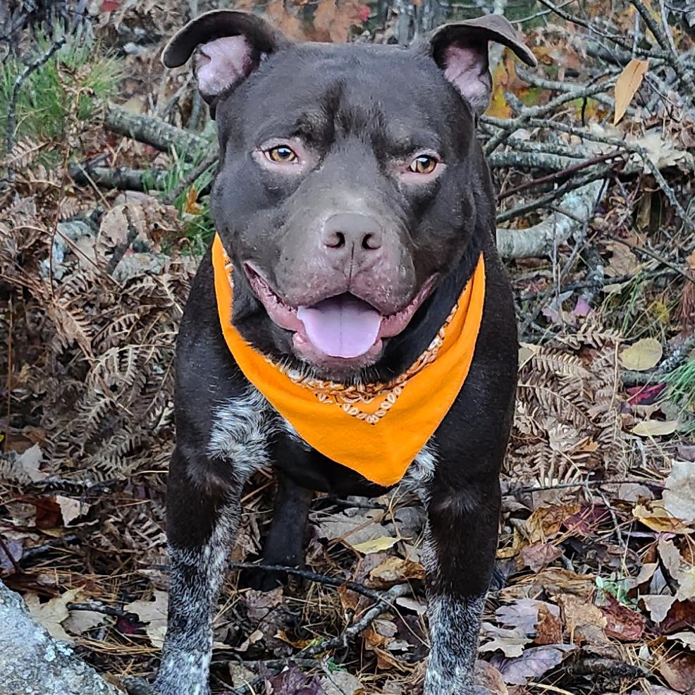 Busta, a Adoptable mixed breed in Cheboygan, MI image 5/6