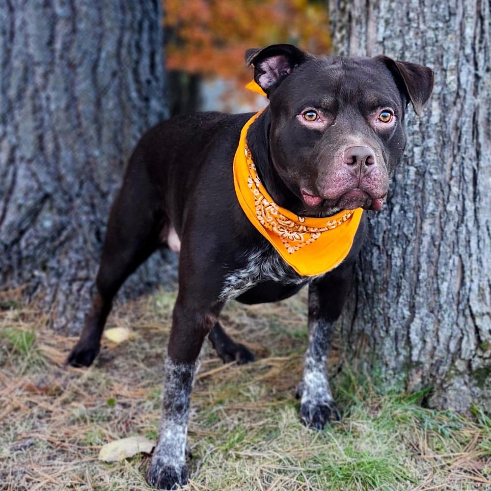 Busta, a Adoptable mixed breed in Cheboygan, MI image 4/6