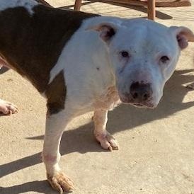 Enlarge Brenna, a Adoptable mixed breed in Dripping Springs, TX image 1/3