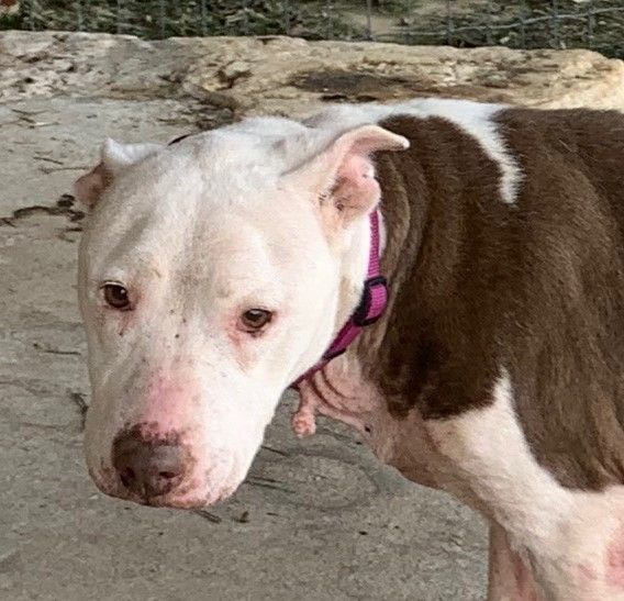 Brenna, Adoptable, Senior Female Terrier.