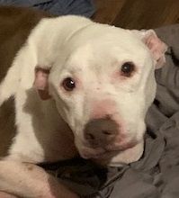 Enlarge Brenna, a Adoptable mixed breed in Dripping Springs, TX image 3/3