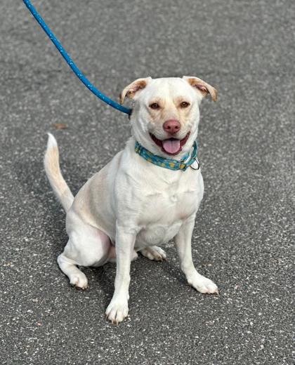 Rylo, a Adoptable mixed breed in Wantagh, NY image 1/3