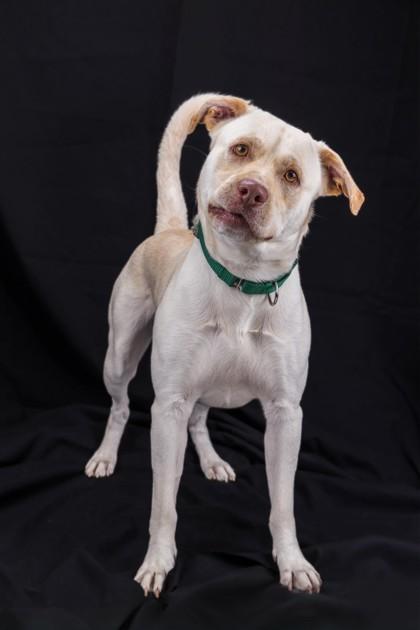 Rylo, a Adoptable mixed breed in Wantagh, NY image 2/3
