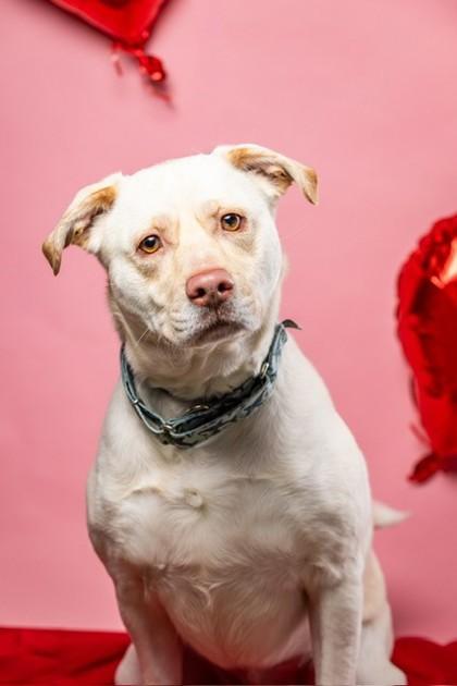 Rylo, a Adoptable mixed breed in Wantagh, NY image 3/3
