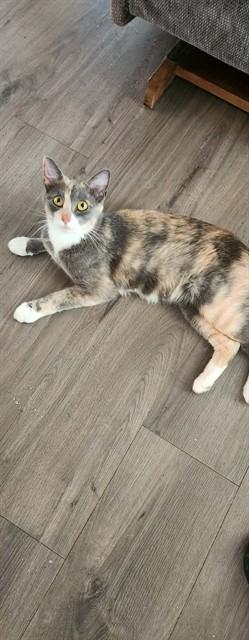 PASTEL, Adoptable, Young Female Domestic Short Hair.