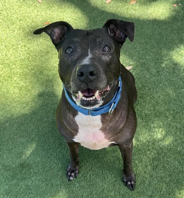 LUNA, Adoptable, Senior Female Mixed Breed.