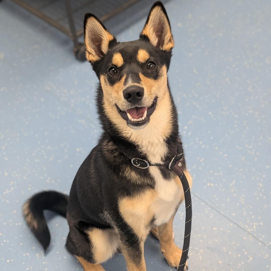 Enlarge Rocket, a Adoptable mixed breed in Watertown, NY image 1/1