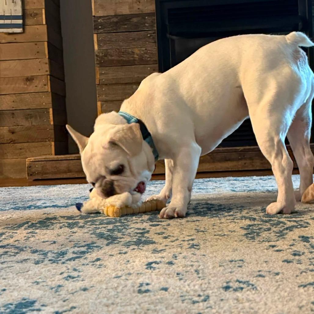 Mouse, Adoptable, Adult Male French Bulldog.