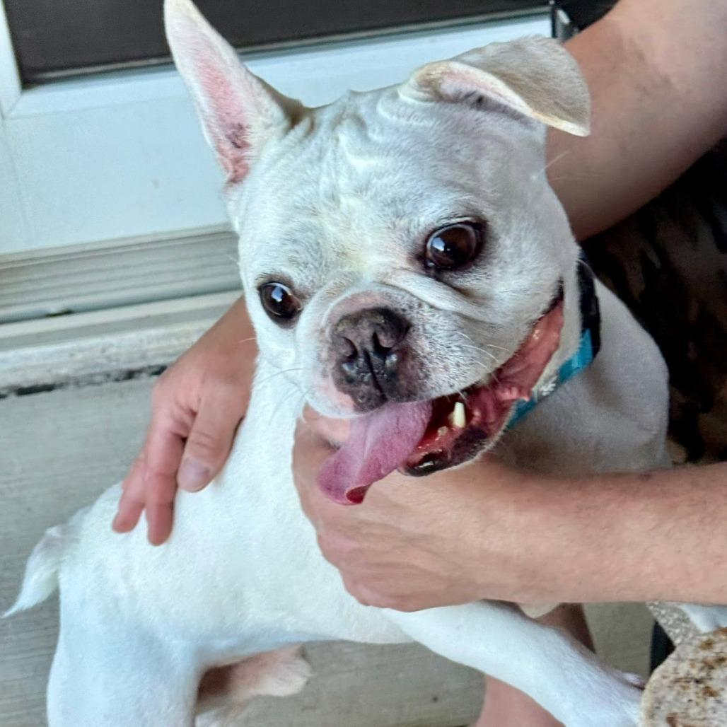 Enlarge Mouse, a Adoptable French Bulldog in Huber Heights, OH image 2/6