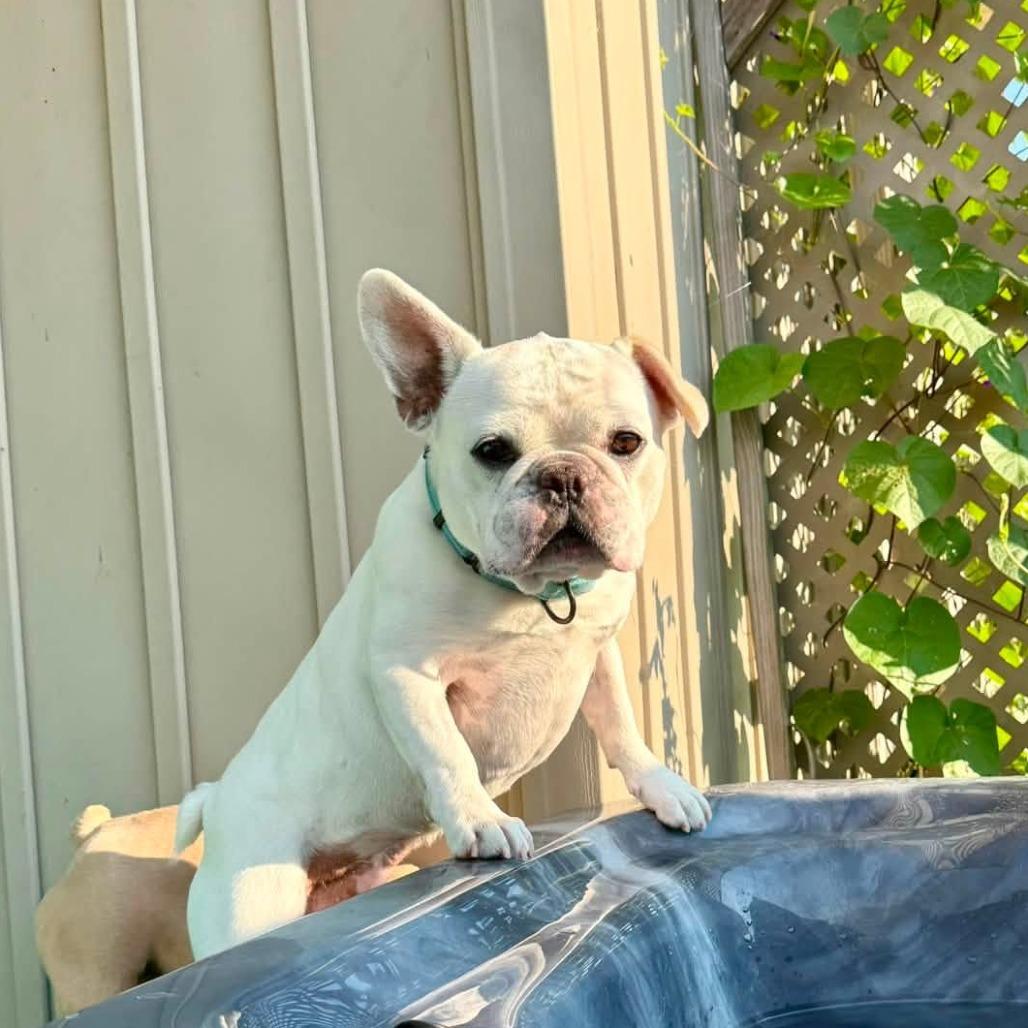 Enlarge Mouse, a Adoptable French Bulldog in Huber Heights, OH image 3/6