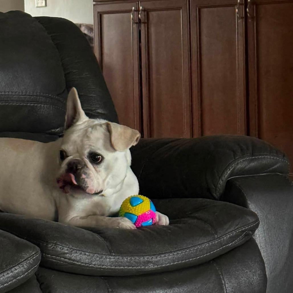 Enlarge Mouse, a Adoptable French Bulldog in Huber Heights, OH image 4/6
