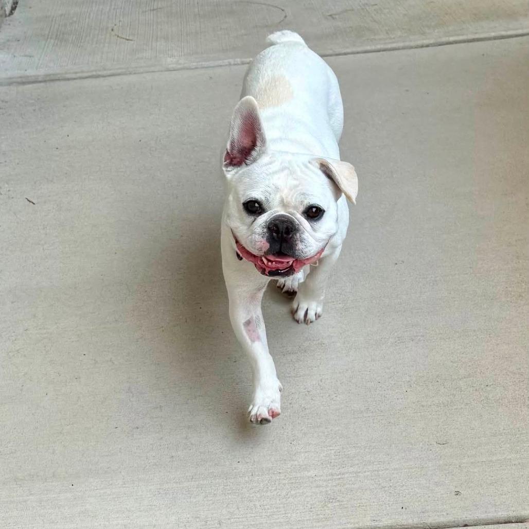 Enlarge Mouse, a Adoptable French Bulldog in Huber Heights, OH image 5/6