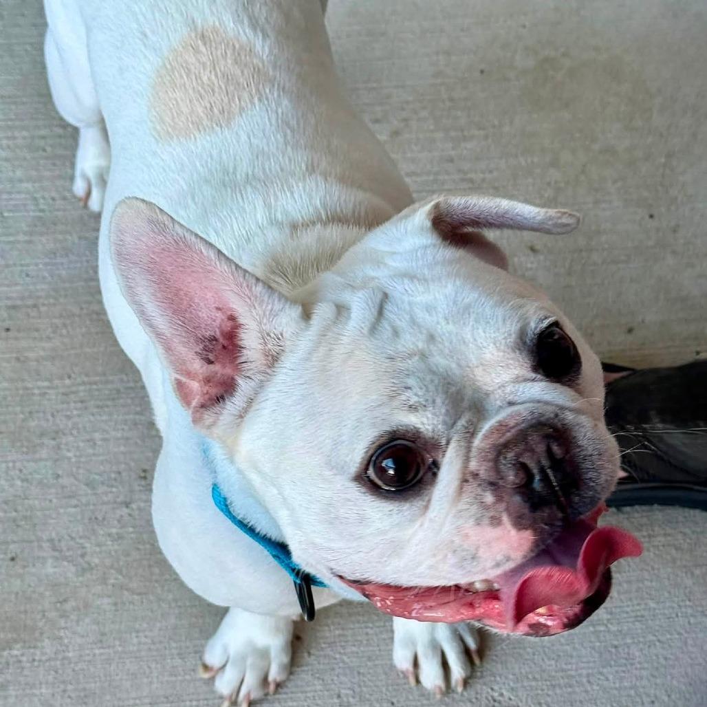 Enlarge Mouse, a Adoptable French Bulldog in Huber Heights, OH image 6/6
