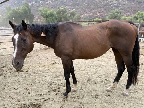 Fergie, Adoptable, Senior Female Thoroughbred.