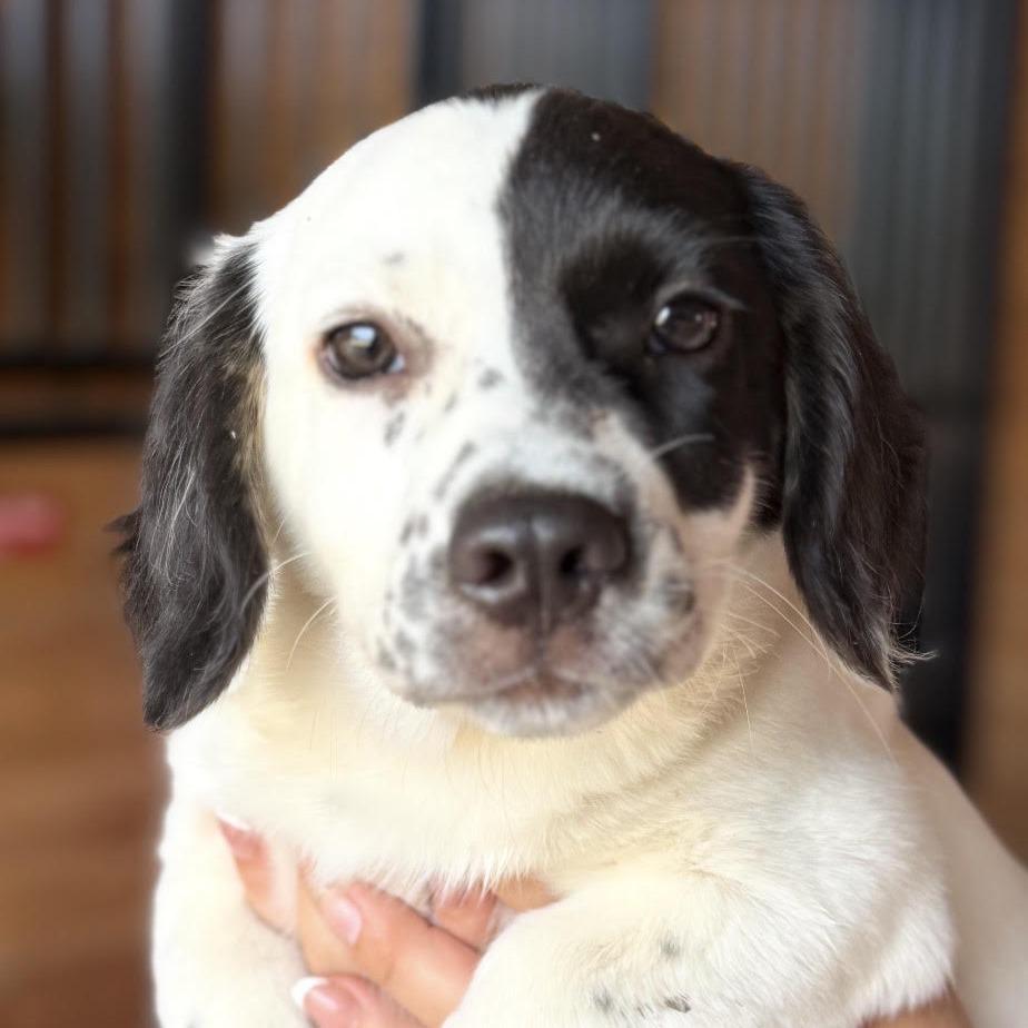 Enlarge Theodore, a Adopted mixed breed in Stokesdale, NC image 1/1