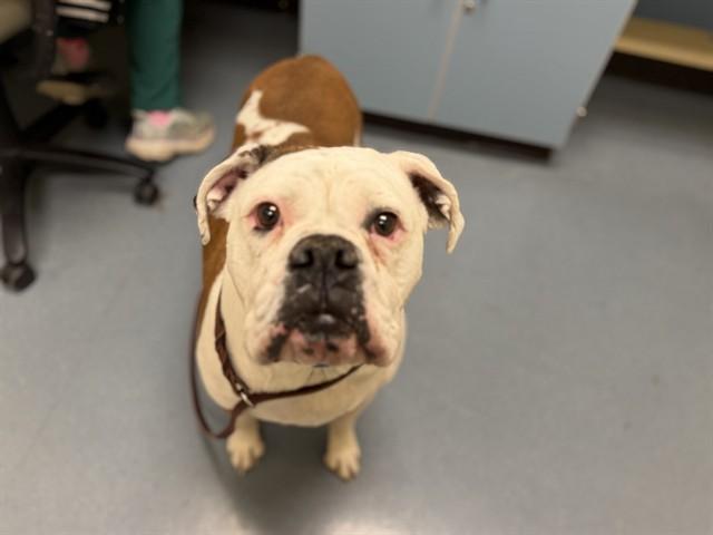 PIZZA CASSEROLE, Adoptable, Adult Male American Bulldog.