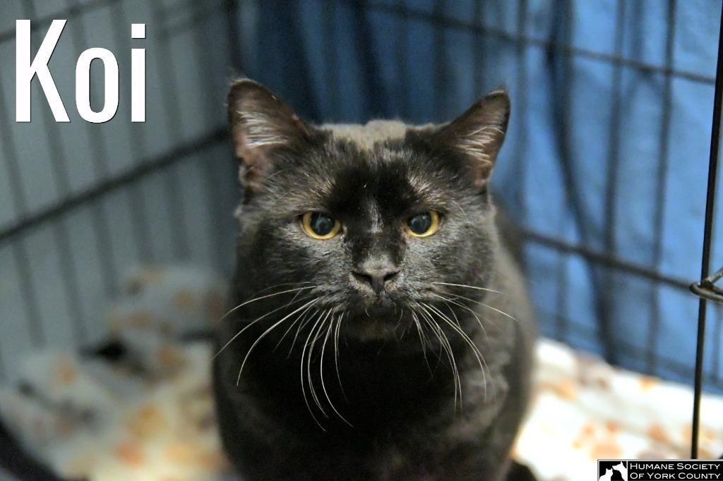 Koi, a Adoptable mixed breed in Fort Mill, SC image 1/3