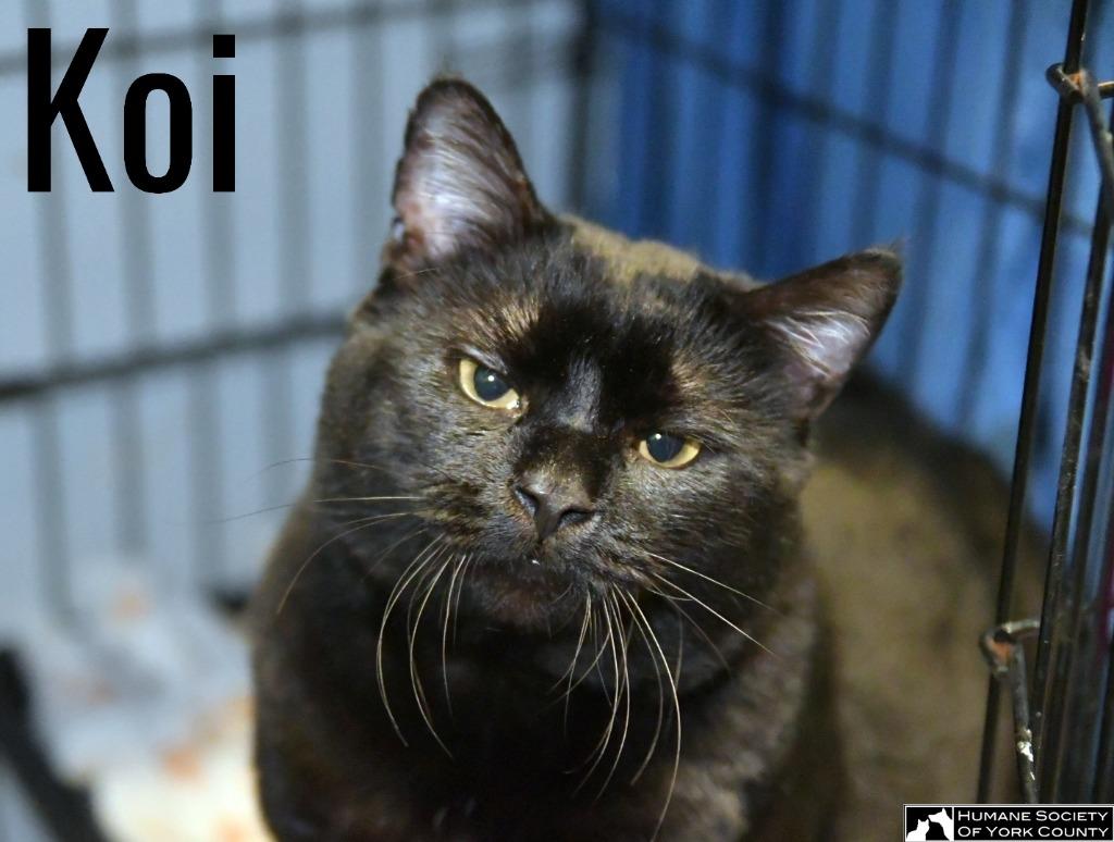 Koi, a Adoptable mixed breed in Fort Mill, SC image 2/3