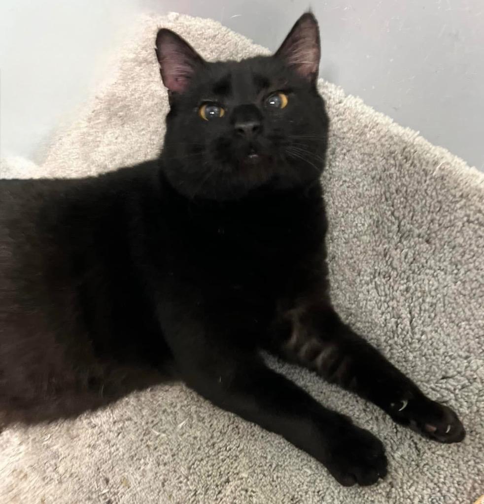 Koi, a Adoptable mixed breed in Fort Mill, SC image 2/3