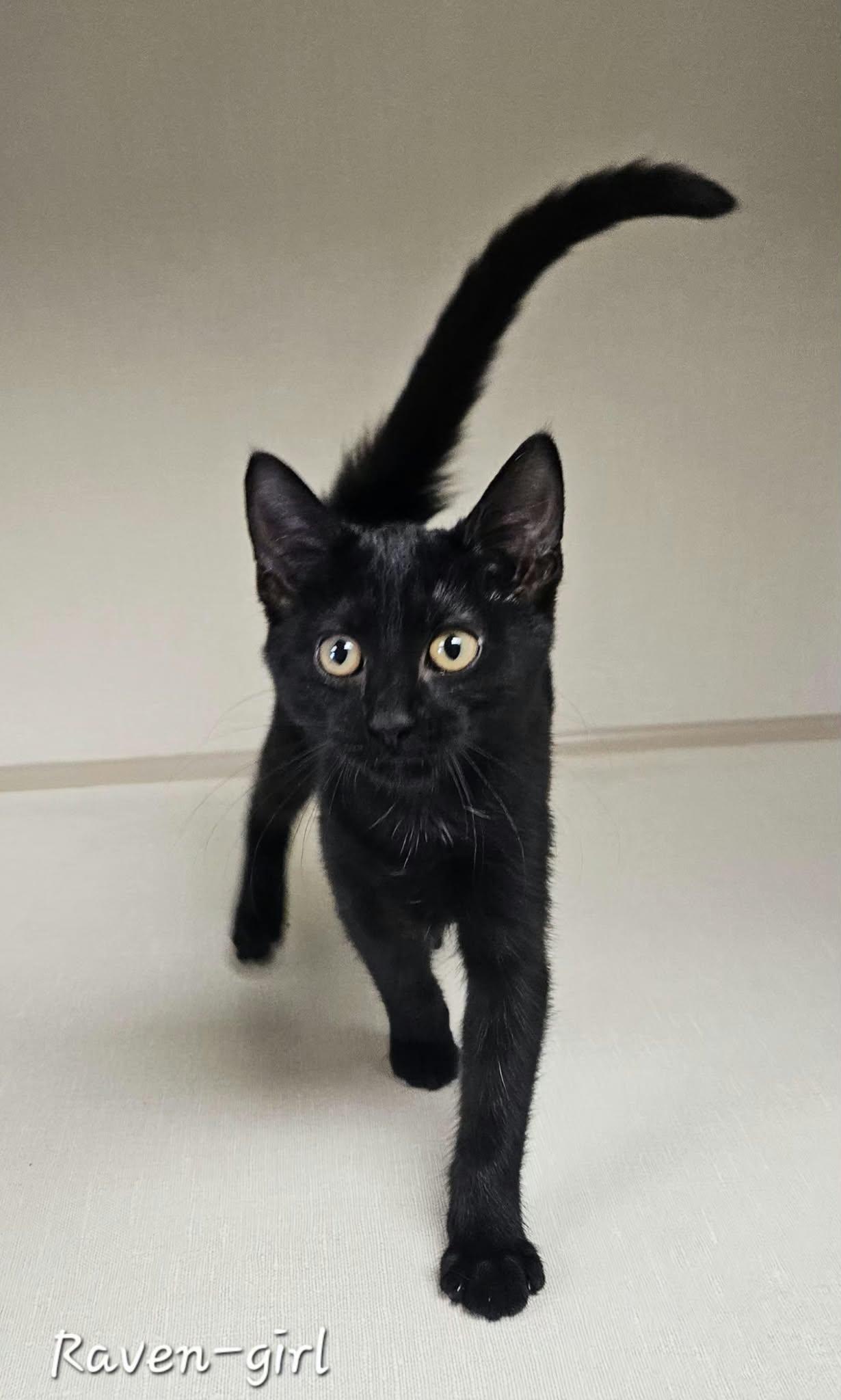 Enlarge Raven, a Adoptable Domestic Short Hair in Wapakoneta, OH image 2/2