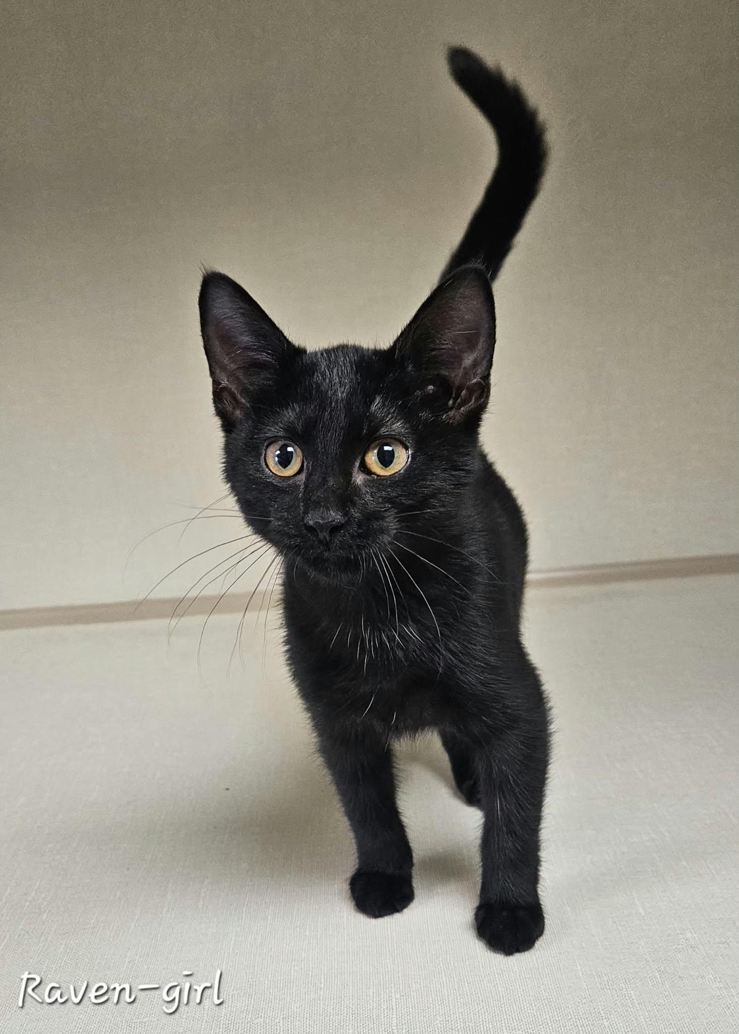 Raven, Adoptable, Kitten Female Domestic Short Hair.