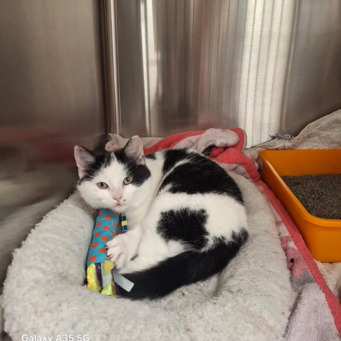 Enlarge Pinky, a ADOPTABLE mixed breed in Little Falls, MN image 1/1